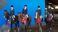 region5show horses with ribbons